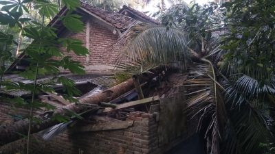 Pohon Kelapa Tumbang Menimpa Rumah Warga Ranceban